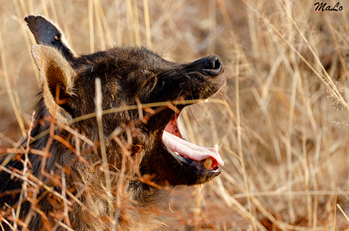 Hyene brune lors d'un safari à Okonjima en Namibie