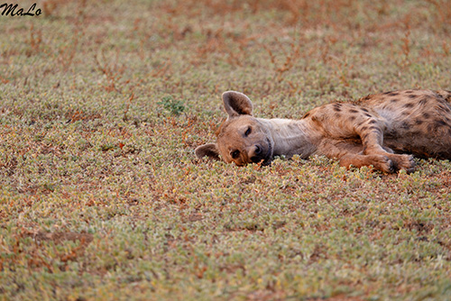Hyene tachetee lors d'un safari dans le parc national South Luangwa en Zambie