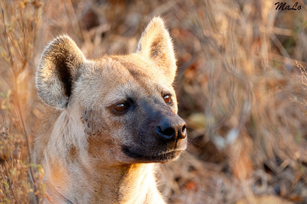 Hyene tachetee dans le parc Kruger en Afrique du Sud