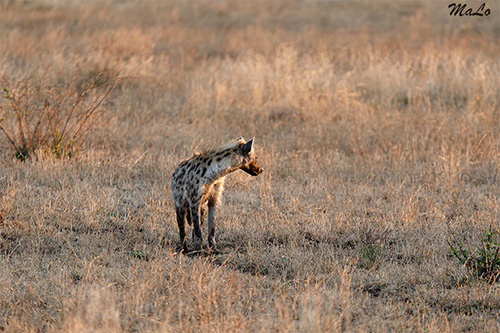 Hyene tachetee lors d'un safari à Satara dans le parc national Kruger en Afrique du Sud