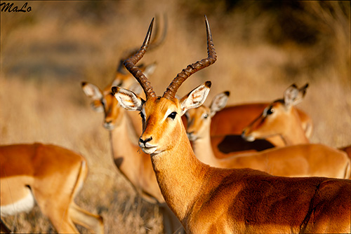 Impala dans le parc Kruger en Afrique du Sud