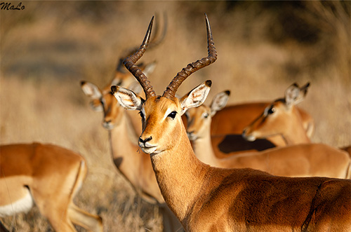 Impala lors d'un safari à Satara dans le parc national Kruger en Afrique du Sud