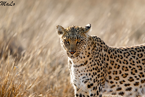 Leopard lors d'un safari au Kgalagadi en Afrique du Sud