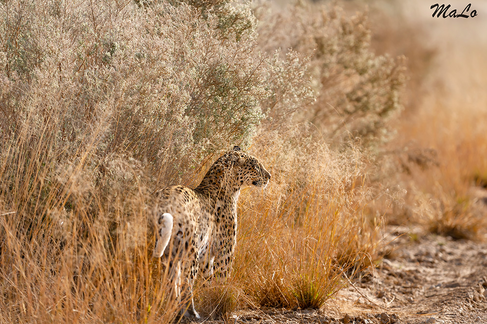 Leopard lors d'un safari dans le parc transfrontalier Kgalagadi en Afrique du Sud
