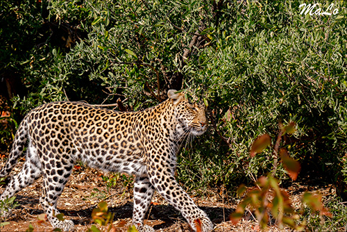 Leopard lors d'un safari dans le parc Kruger en Afrique du Sud