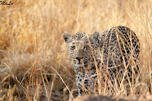 Leopard lors d'un safari à Okonjima en Namibie