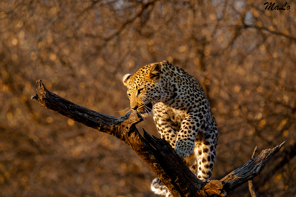 Leopard lors d'un safari en Namibie