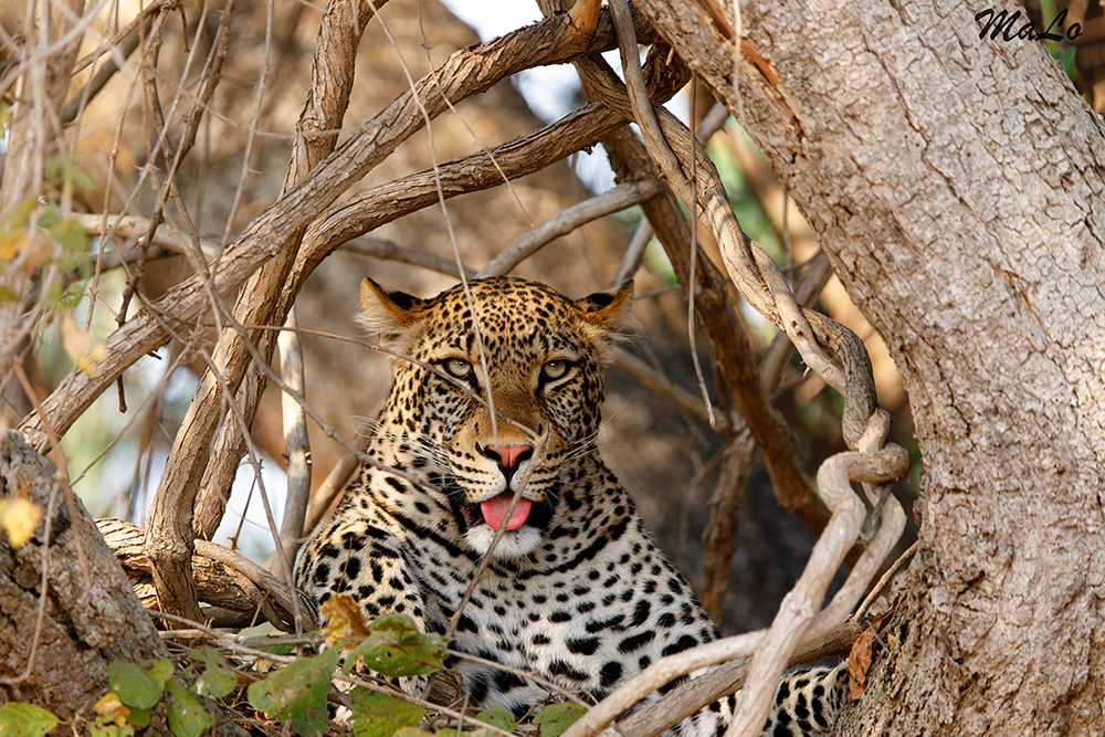 Leopard lors d'un safari dans le parc national South Luangwa en Zambie