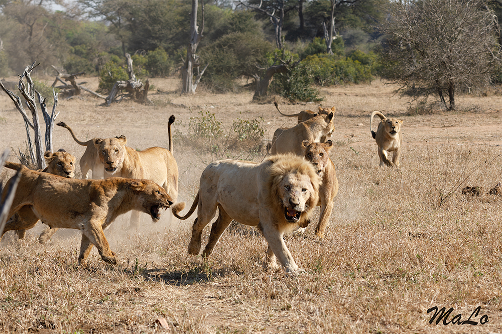 Lion blanc lors d'un safari à Satara dans le parc national Kruger en Afrique du Sud