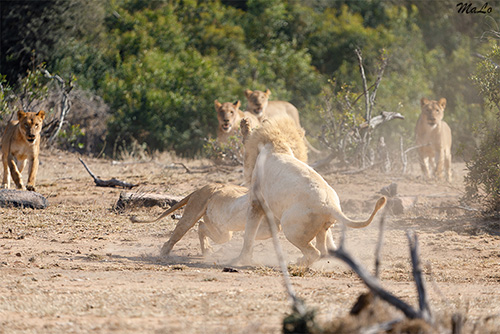 Lion blanc lors d'un safari à Satara dans le parc national Kruger en Afrique du Sud