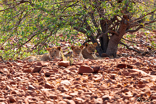 Lion du desert lors d'un safari à Palmwag en Namibie