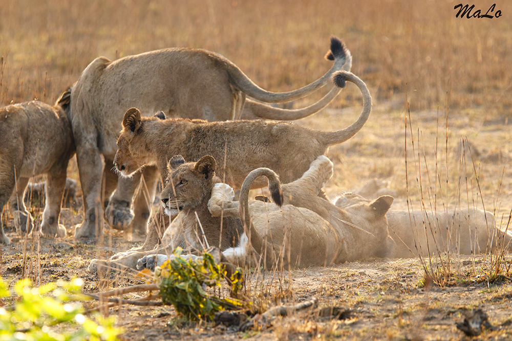 Lion lors d'un safari dans le parc national Kafue en Zambie
