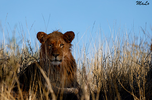 Lion lors d'un safari dans le Kgalagadi en Afrique du Sud