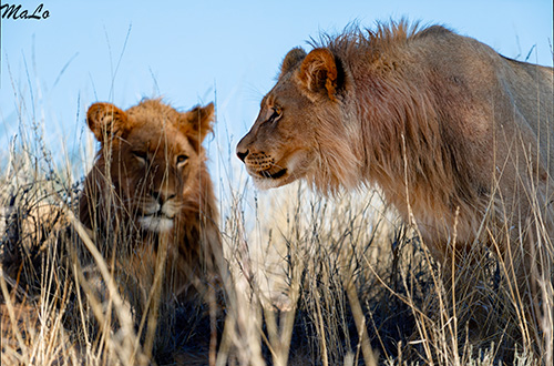 Lion lors d'un safari au Kgalagadi en Afrique du Sud