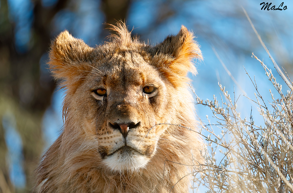 Lion lors d'un safari dans le parc transfrontalier Kgalagadi en Afrique du Sud