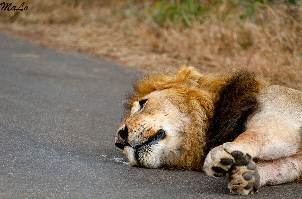Lion dans le parc national Kruger en Afrique du Sud
