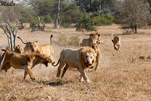 Lion blanc lors d'un safari à Satara dans le parc national Kruger en Afrique du Sud
