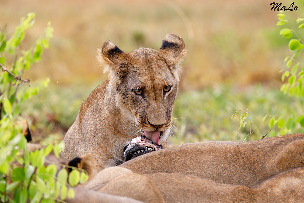 Lion lors d'un safari dans le parc national Liuwa en Zambie