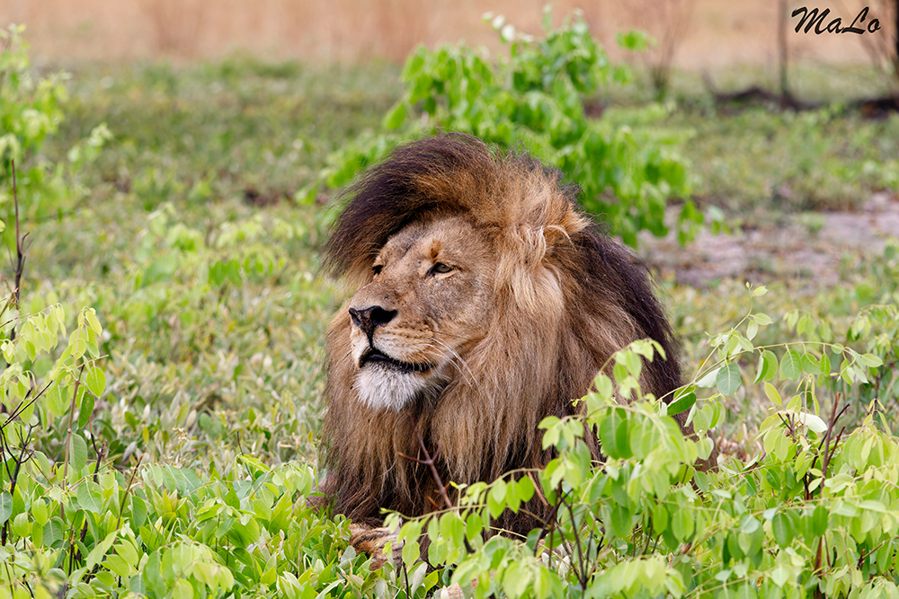 Lion lors d'un safari dans le parc national Liuwa en Zambie