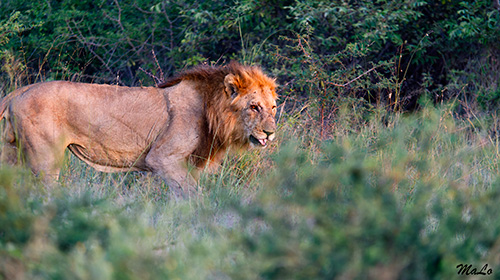 Lion à Onguma lors d'un safari à Etosha en Namibie