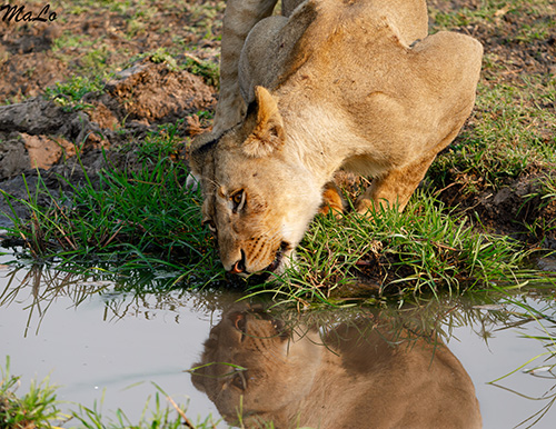 Lionne dans les plaines de Busanga lors d'un safari dans le parc national Kafue en Zambie