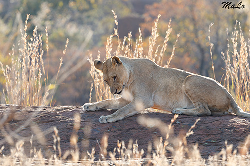 Lionne lors d'un safari dans le parc Pilanesberg en Afrique du Sud