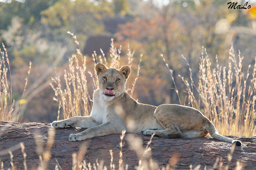 Lionne dans le parc national Pilanesberg en Afrique du Sud