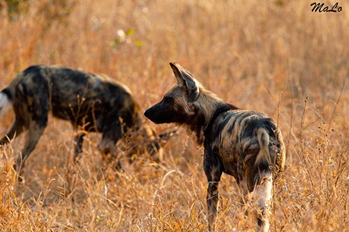Lycaon lors d'un safari au Kruger en Afrique du Sud