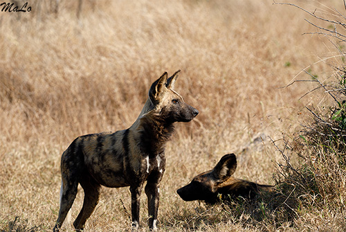 Lycaons lors d'un safari à Skukuza dans le parc national Kruger en Afrique du Sud