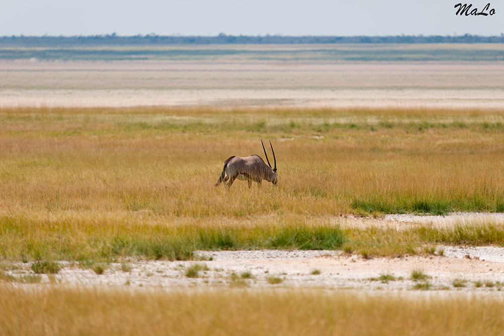 Oryx dans le secteur Okaukuejo à Etosha en Namibie