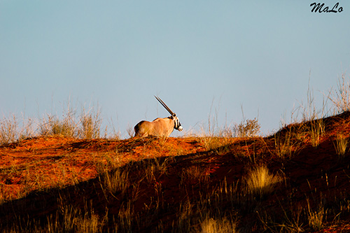 Oryx lors d'un safari dans le Kgalagadi en Afrique du Sud