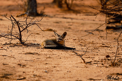 Otocyon lors d'un safari à Okonjima en Namibie