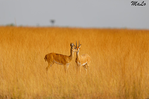 Ourebi lors d'un safari dans le parc national Liuwa en Zambie