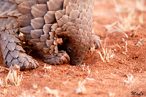 Pangolin lors d'un safari à Okonjima en Namibie