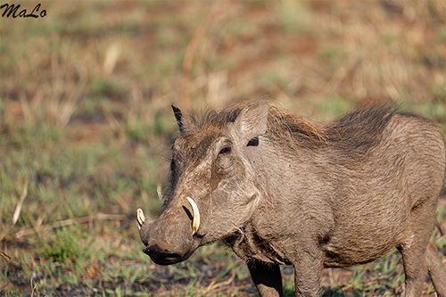 Phacochere lors d'un safari à Skukuza dans le parc national Kruger en Afrique du Sud
