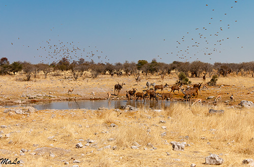 Point d'eau lors d'un safari en Namibie