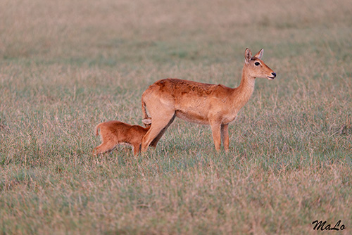 Puku lors d'un safari dans le parc national Kafue en Zambie