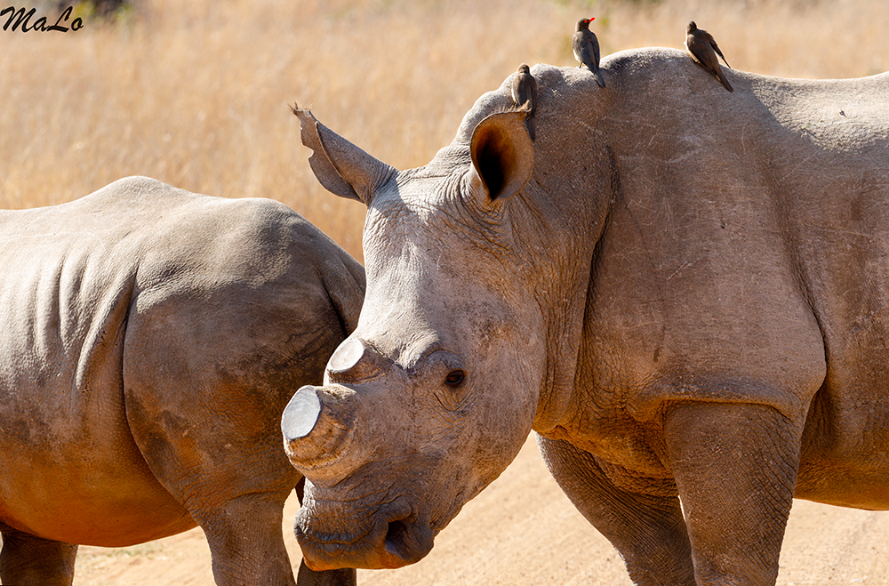 Rhinoceros blanc dans le parc national Pilanesberg en Afrique du Sud
