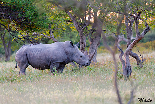 Rhinoceros blanc à Etosha Oberland Lodge en Namibie
