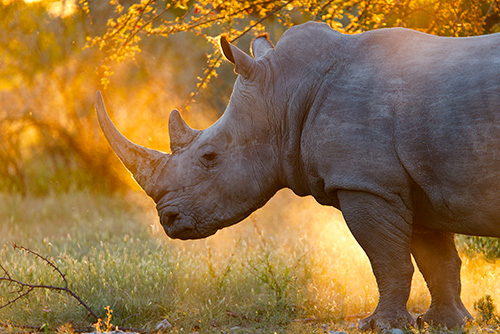 Rhinoceros blanc à Etosha Oberland Lodge en Namibie