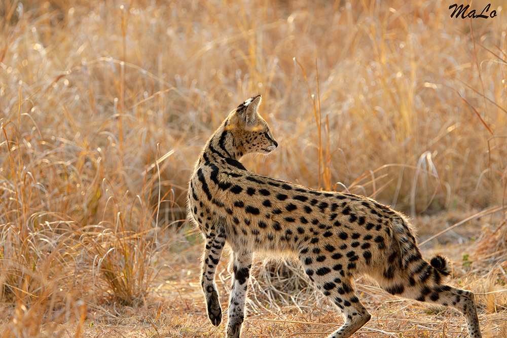 Serval lors d'un safari dans le parc national Kafue en Zambie