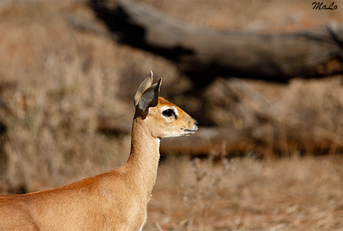 Steenbok lors d'un safari à Satara dans le parc national Kruger en Afrique du Sud