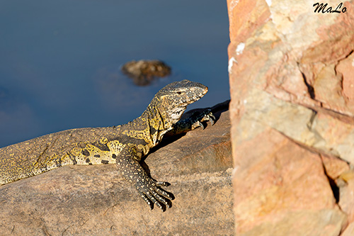Varan du Nil lors d'un safari dans le parc Pilanesberg en Afrique du Sud