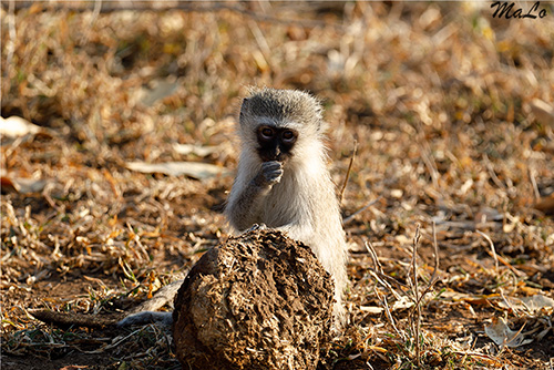 Bebe vervet lors d'un safari à Shingwedzi dans le parc national Kruger en Afrique du Sud