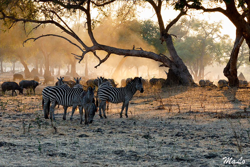 Zebre et buffle lors d'un safari dans le parc national Mana Pools au Zimbabwe